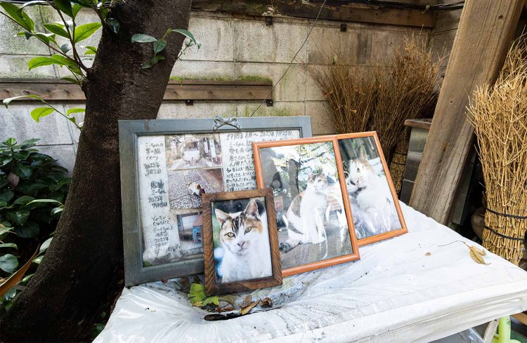 生前の写真が飾られたみーちゃんのお墓。