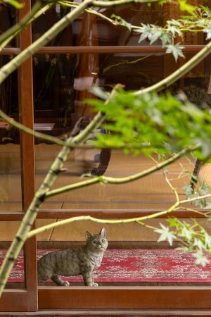 【散歩の達人】猫をたずねて青梅紀行