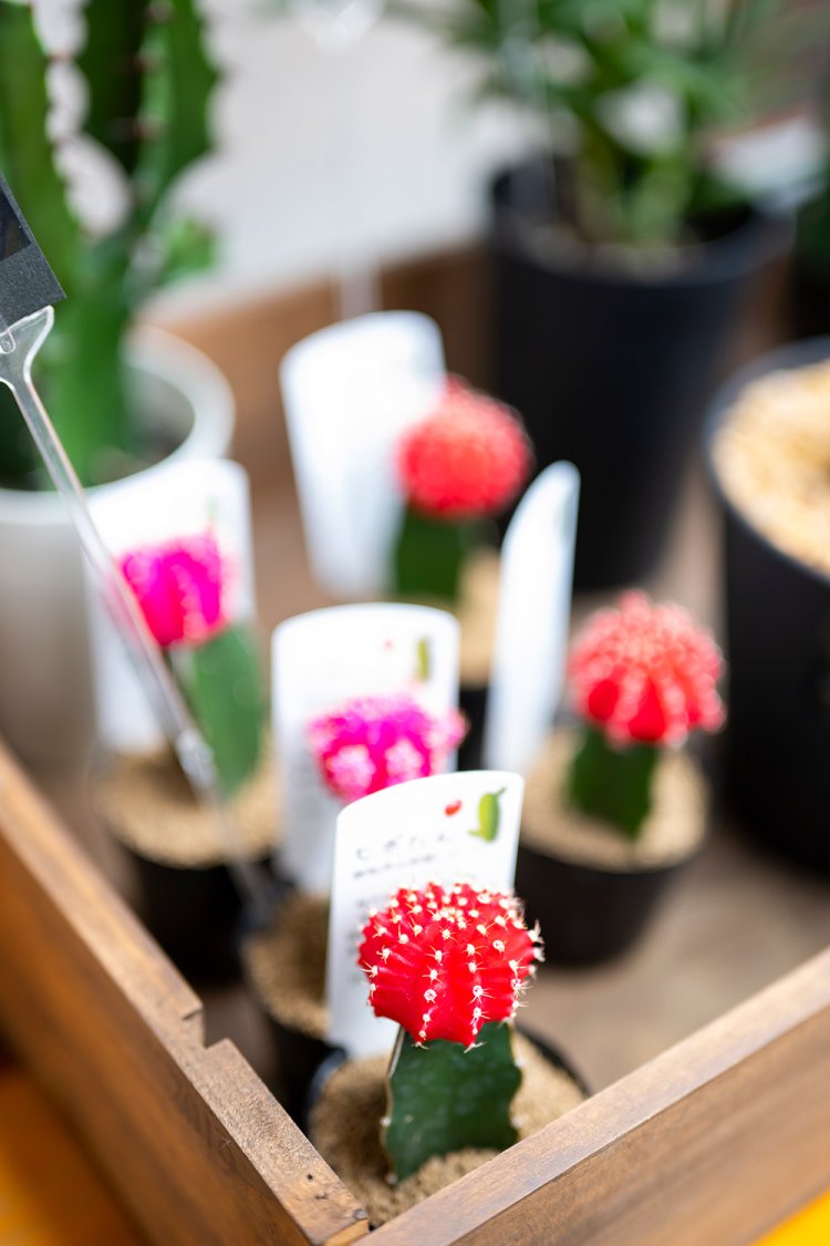 【散歩の達人】野方さんぽ