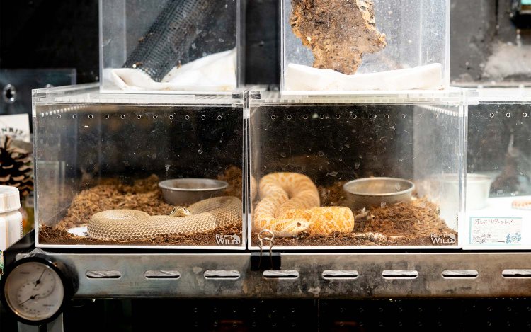 【散歩の達人】沼袋さんぽ