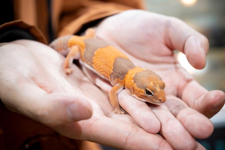 【散歩の達人】沼袋さんぽ