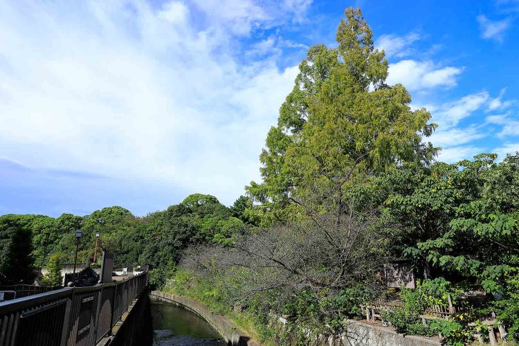 妙正寺川の向こうに哲学堂の森がこんもり。