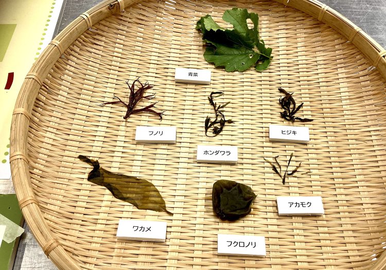 近年は海藻が採れなくなってきていることもあり、海の七草の種類は年によって変わることも……。