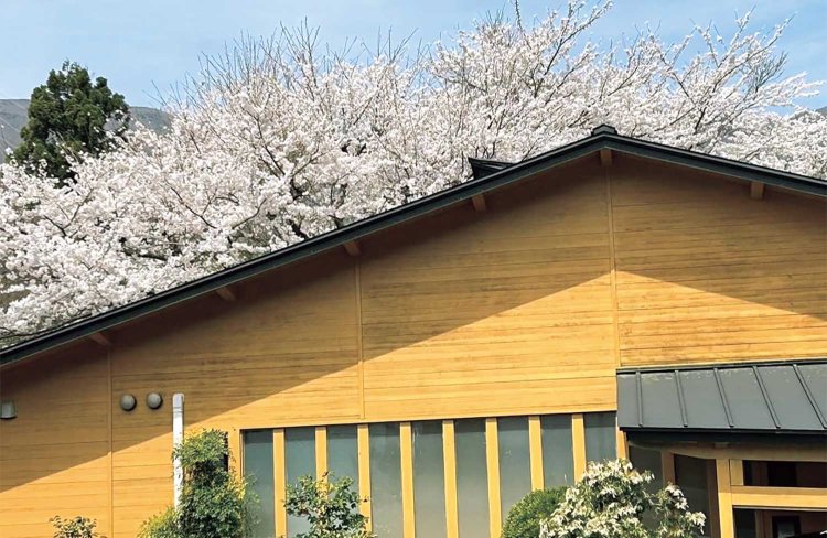 桜は宿と同い年。春には客室と風呂からお花見ができる。