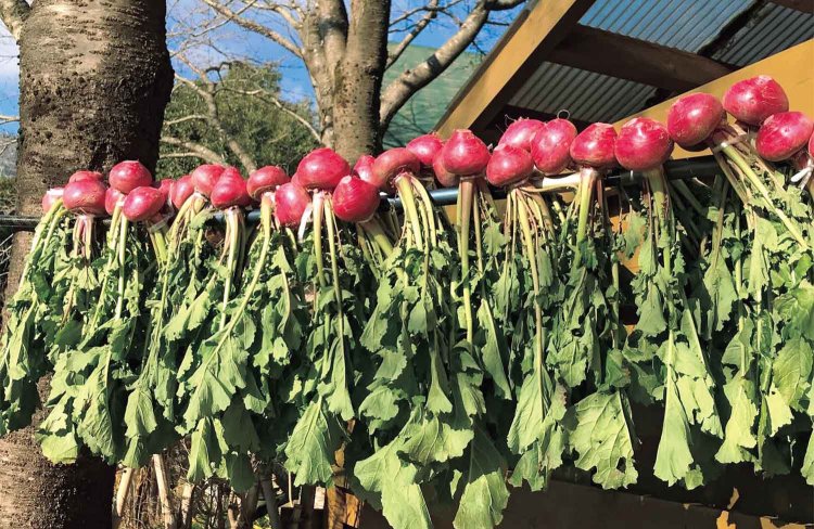 12月の太陽と寒風のもと、20kgの赤カブラを干し、一年分の漬物をつける。