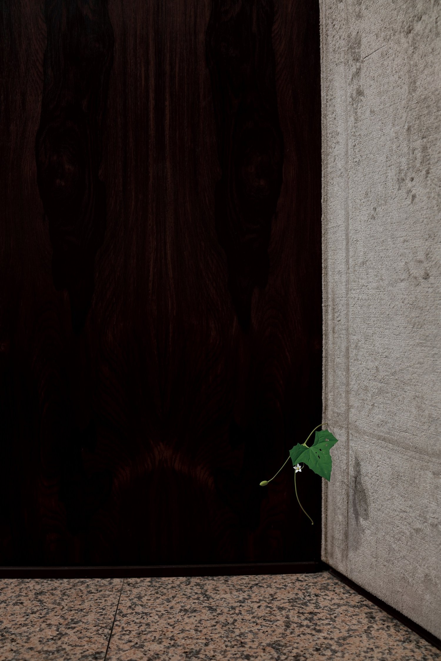 木彫で実物そっくりの植物を生み出す作家の個展「須田悦弘」展が、2025