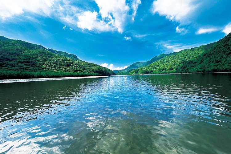 西表島で宮沢さんが撮影したひとコマ。マングローブと多くの魚、どこかにイノシシも潜んでいる？