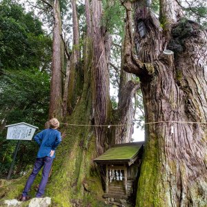 町域の約7割を山林が占める埼玉県ときがわ町。巨木が息づく豊かな町の魅力に迫る【徒然リトルジャーニー】