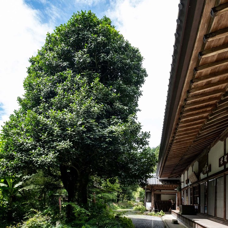 秋には赤い実を付ける慈光寺境内の多羅葉（たらよう）樹。