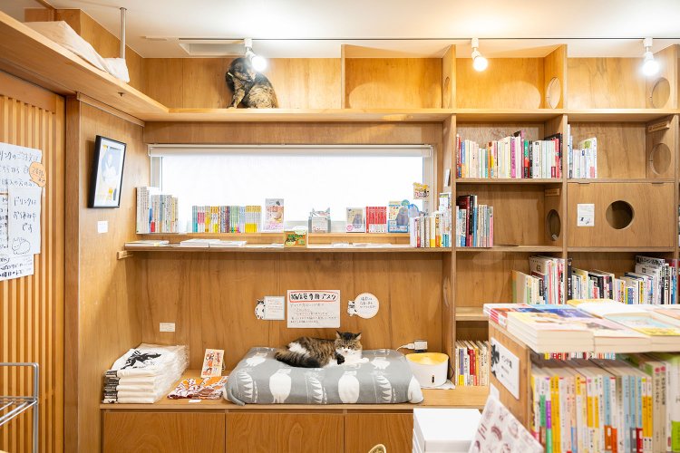 猫店員たちのいる部屋へは、手を消毒し、靴を脱いで入る。タイトルやジャンルごとに新刊・古書が並び、空調管理も適切。猫たちと一緒にうとうとしないよう、注意。