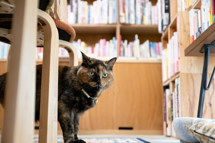 なつめ7歳♀。甘えたい時は甘えさせて！　寝たい時は寝る！　我が道をマイペースで進む。