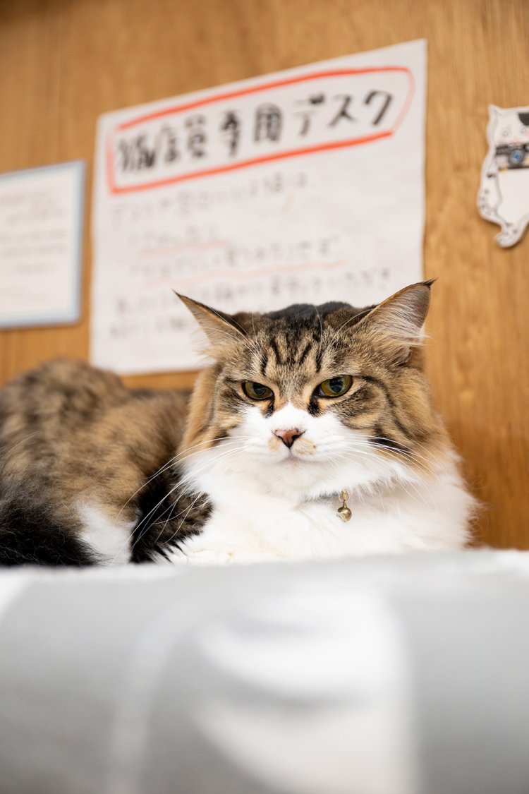 あおい2歳♀。おしゃまなお姫様。常に主役でいたいけど、仕事中は先輩猫を立てている。