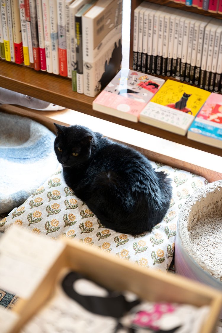 さつき9歳♀。開店時からのメンバーで、サービス精神旺盛。ひと仕事終えて休憩中。