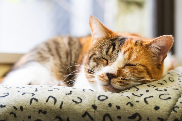 抱っこがあまり好きではなく、篠田さん相手でもウニャウニャと文句を言う。