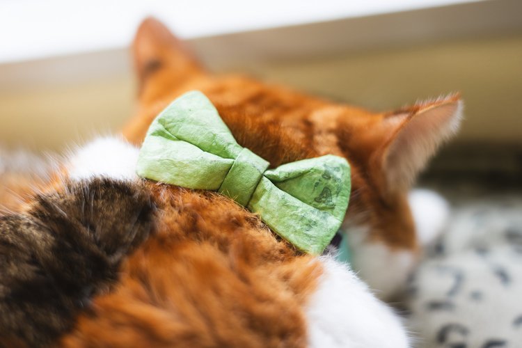 首輪の蝶ネクタイは和紙製。