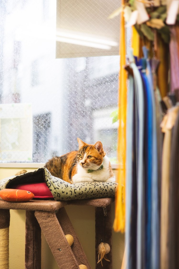 窓際の特等席は、かみを探しているかもしれない人が見つけやすいようにと保護当初に設置した。