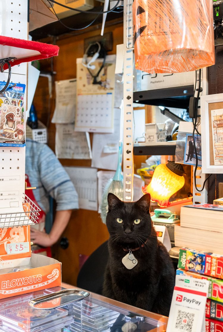 ラムネ 推定5歳 ♂。レジカウンター前に座る姿はまるで店主。