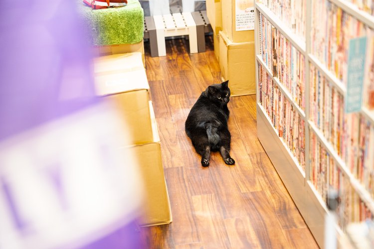 カーテンで仕切られたアダルトコーナーをちらりとのぞけば、「なあに？」という顔で後ろ足を投げ出してしっぽをフリフリ。肉球は黒だ。