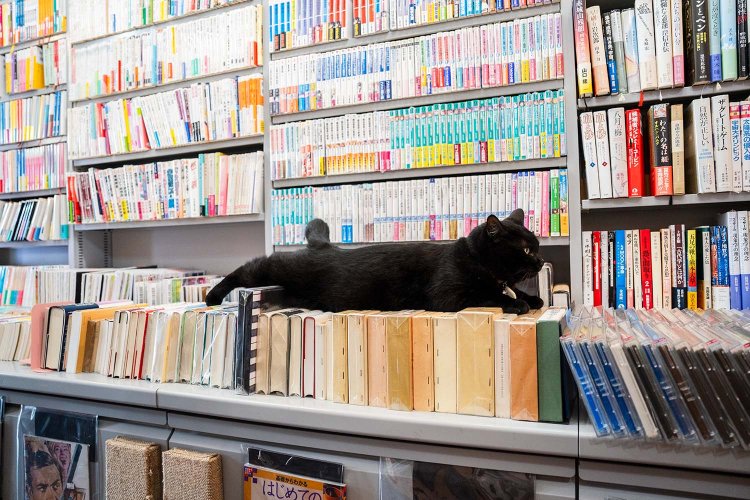 客がいないとリラックスして本の上で寝そべることも。