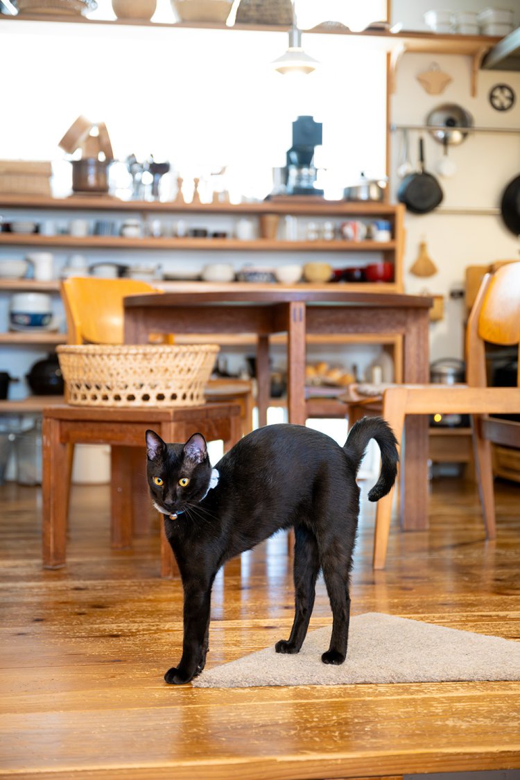 スミ 7カ月♂。台所と食卓のスペースからお客さんを迎えるスミ。坂本さんお手製の首輪カバーが映える。