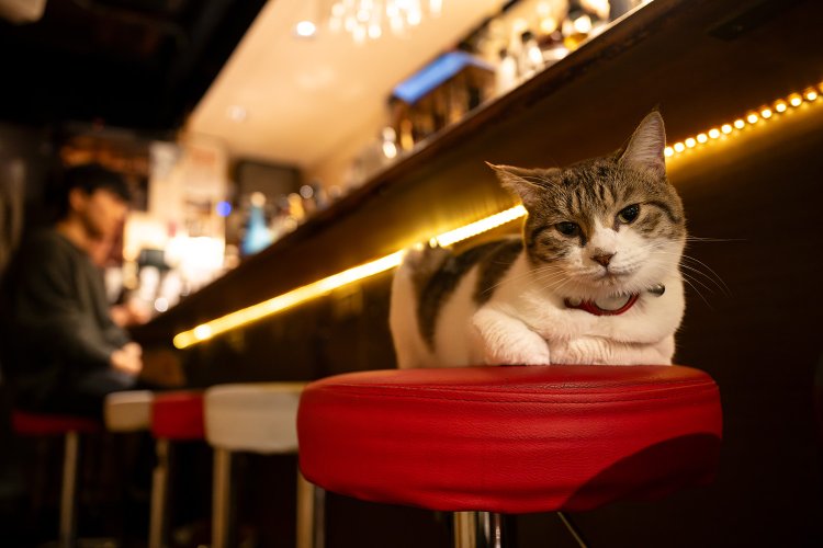 メル １歳 ♀。店内はクラシックが流れ、猫と酒香のために禁煙。