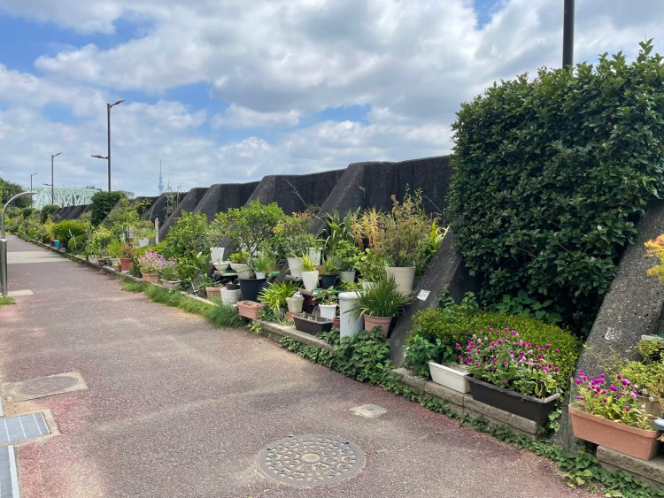 堤防沿いの植木鉢。