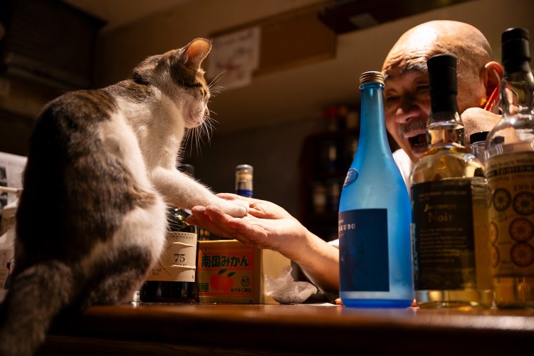 マル 1歳 ♀。酒種の豊富さは界隈No.1を誇り、特にワインへの造詣が深く、メス猫の名は黒ブドウ品種に由来する。