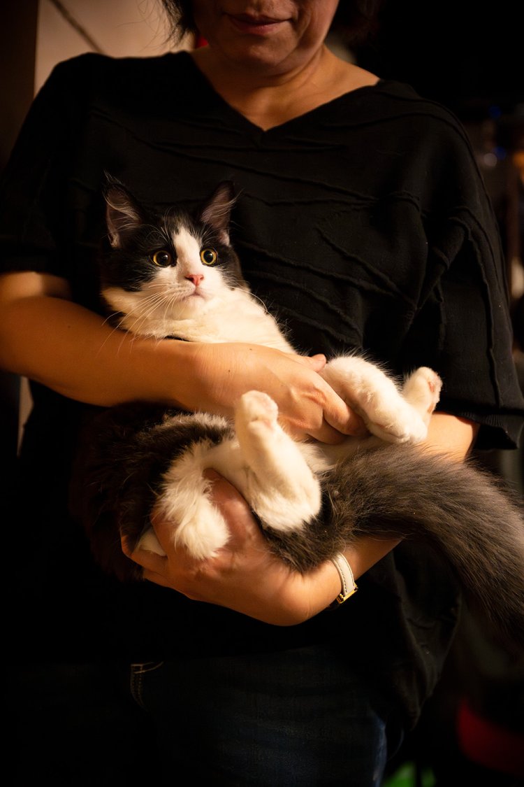 シャル 6カ月♂。接客練習中。