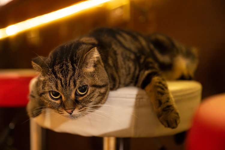 ピノコ 7歳 ♀。早い時間ほどメルやピノコがバーチェアで迎えてくれたり、芸達者のマルが会話に加わってきたり、熱い接待の遭遇率高し。