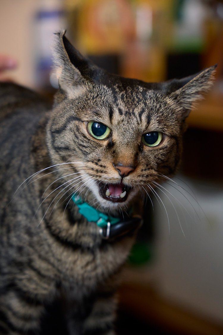 キュー 10歳 ♂。脱走癖のあるキューには水色の首輪。奥のソファ席に座れば、キューたちと交流するチャンスも。