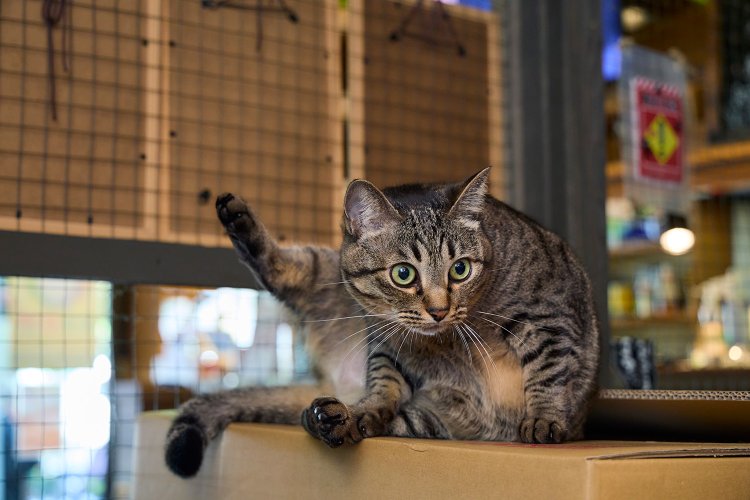 エルフ 9歳 ♀。エルフは奥のキャットタワーや段ボールの上がお気に入り。