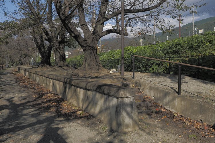 旧ホームには桜が植樹されており、春となれば美しい光景が待っている。