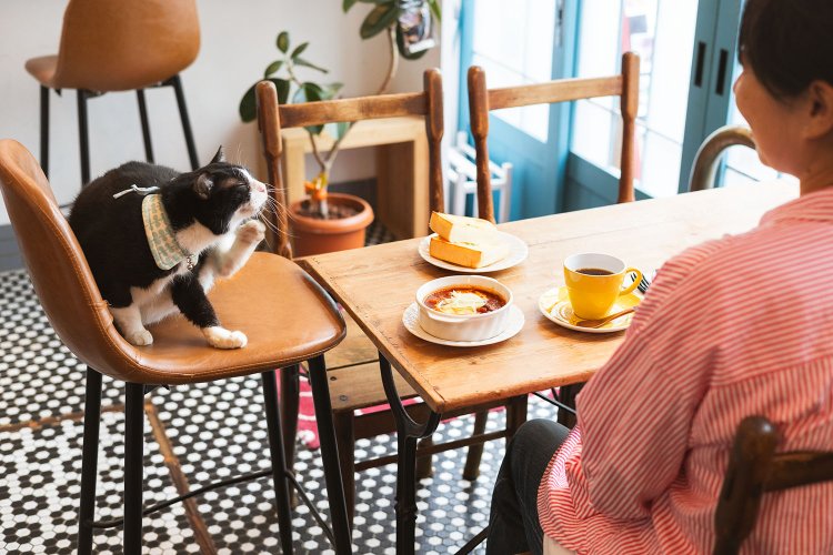 店がすいていれば、椅子に座るすずのすけと大接近できるチャンスも。ランチタイムは『パンのペリカン』のパンかライスが選べるチリビーンズ1100円、エフブレンド660円などを提供する。