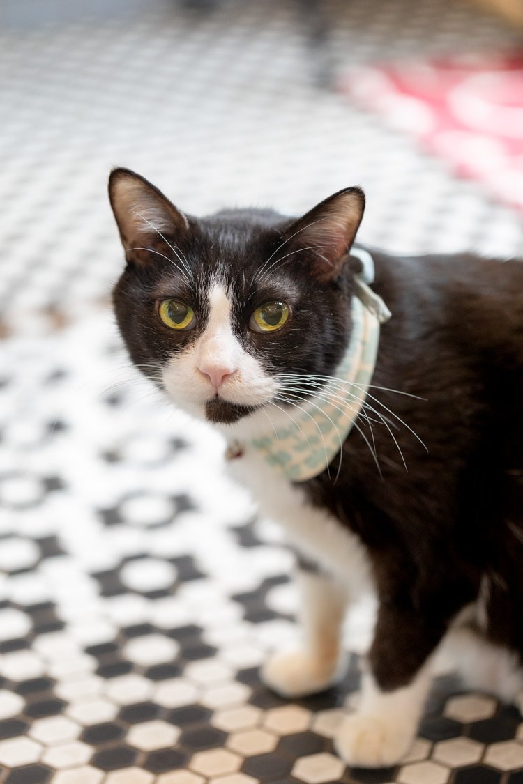 首飾りを毎日替えてもらうすずのすけ。