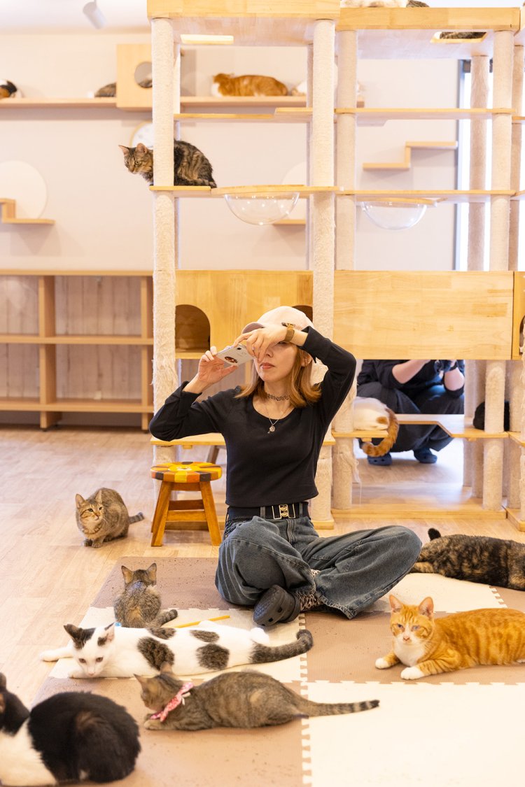 『ねこかつ 川越店』の昼下がりは、猫たちもまったり。