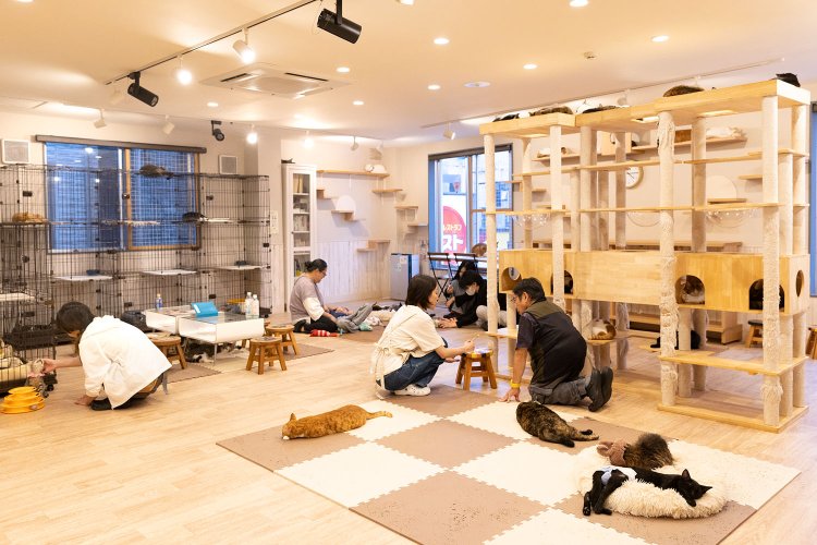 窓も多く広々したワンルームの店内。ケージ内には店内環境に慣らし中の猫たちが。