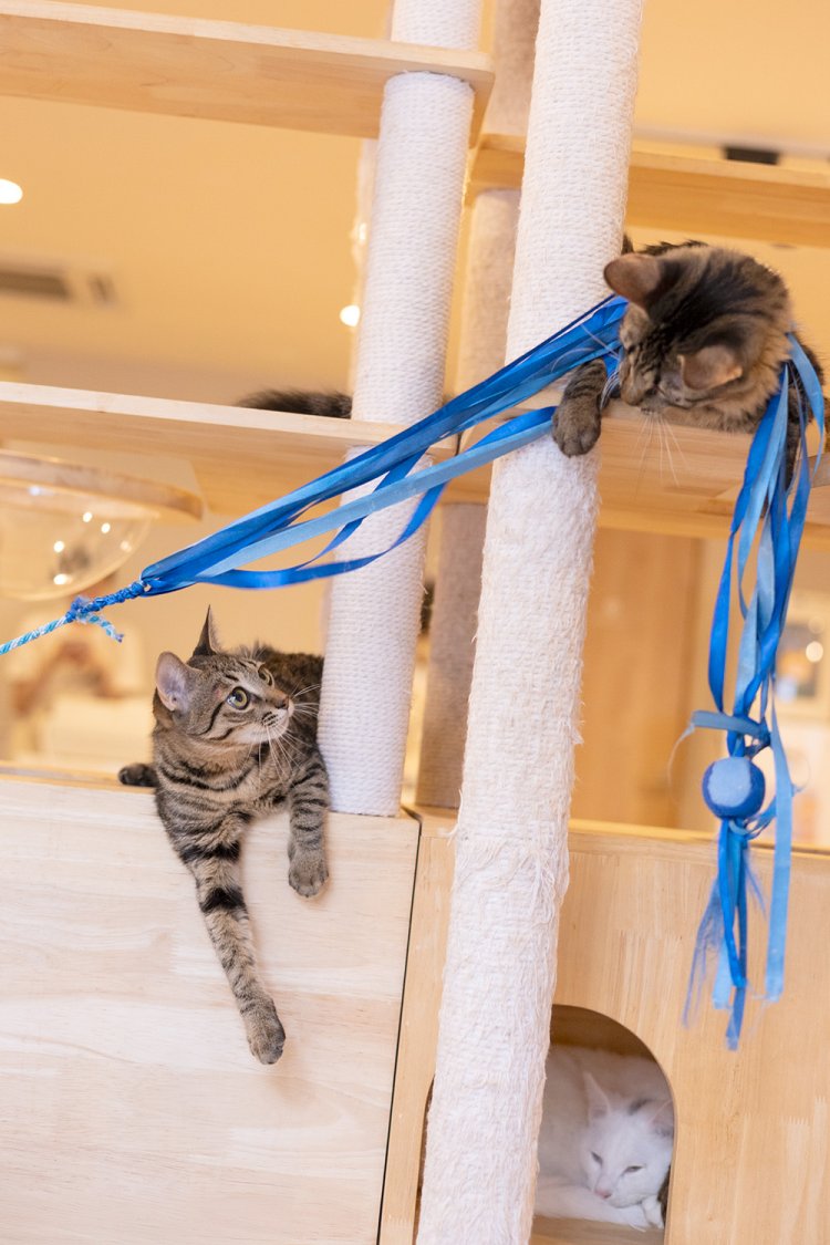 店に常備されるいろいろなおもちゃを自由に使って猫と遊べる。