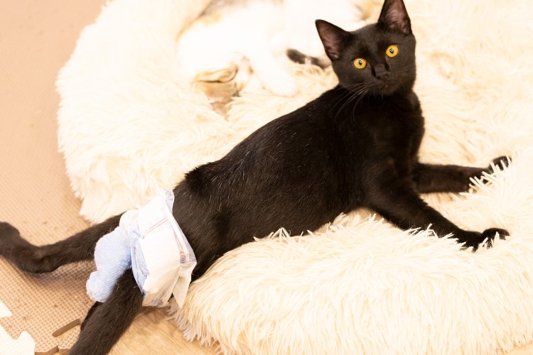 ハンディキャップのある猫が多いのも特徴。おむつ姿のうなぎくんは下半身麻痺でも天真爛漫。