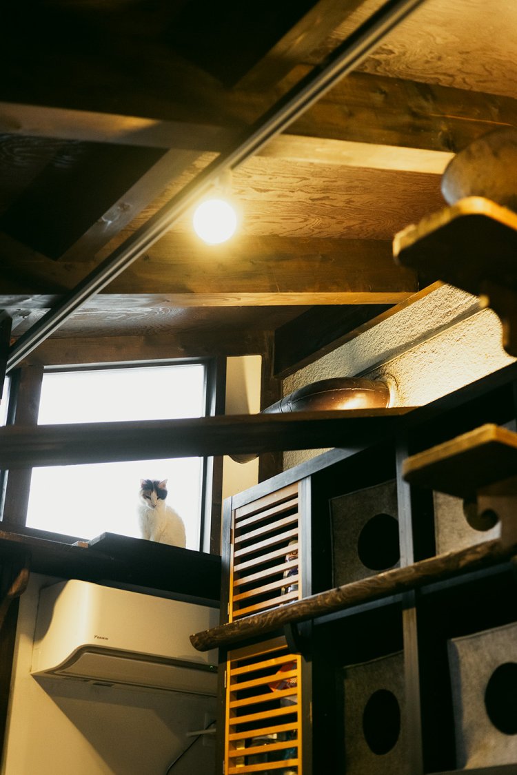 頭上にはキャットウォークが張り巡らされ、あちこちに猫の居場所が。板の上でも寝られるように幅は30㎝に。