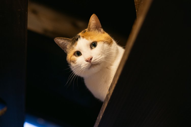 ときどき姿を見せる大谷翔平は貴重なオスの三毛猫。