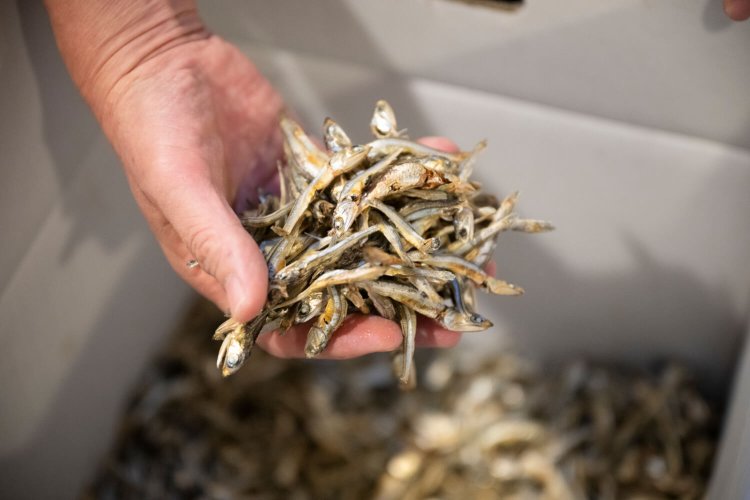 煮干しは時期ごとに産地を替える。