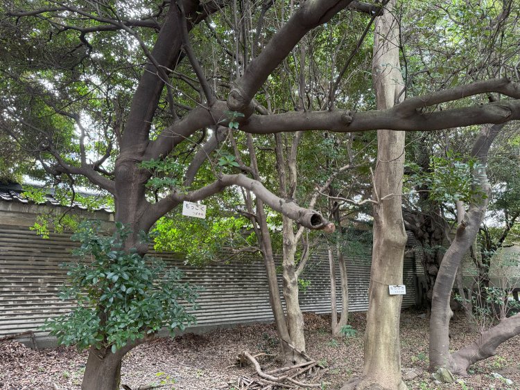 「も」を探し歩いていたときに出合った「もっこく」「もちのき」。