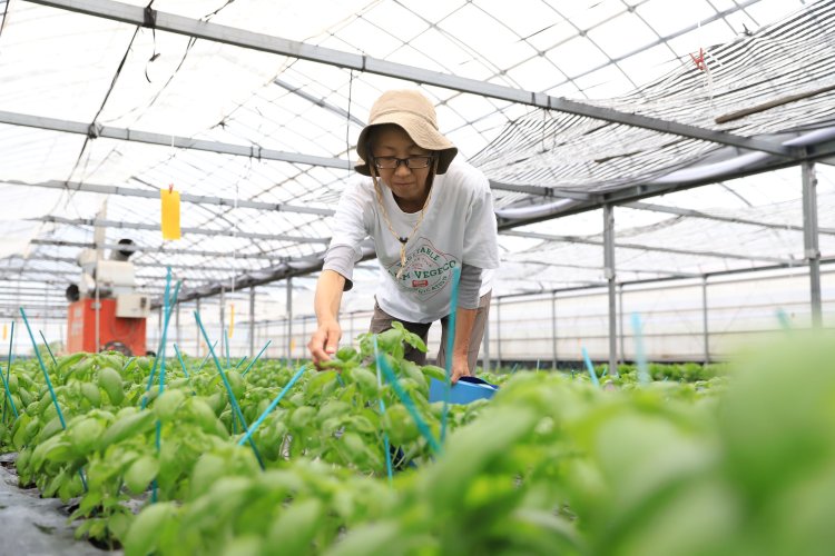 野菜本来の力を引き出 すため、肥料や水を与えすぎない永田農法を取り入れてバジルを育てる『ファーム・ベジコ』の長崎雅代さん。