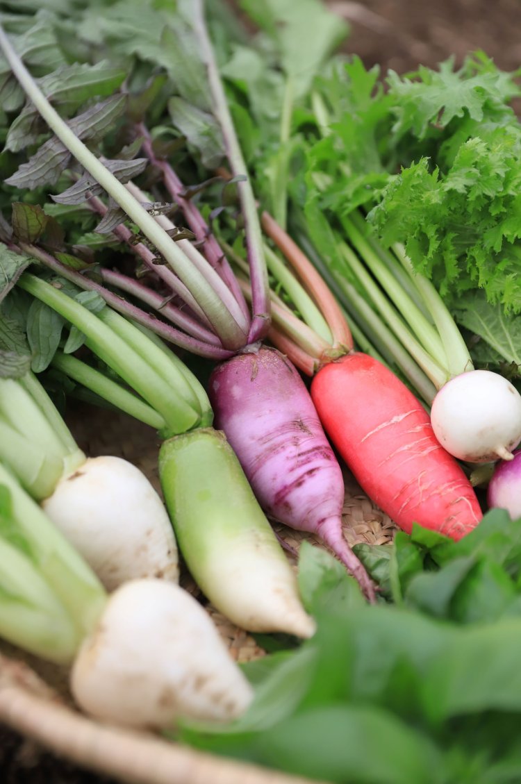 米ぬかや自家製の堆肥で栽培。手前の弘岡カブなど高知の在来種も。