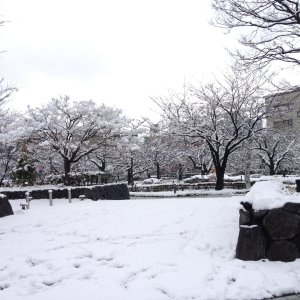 「雪はどうして白い？」「雪の日は静かなのはなぜ？」冬に知りたい雪の疑問を解決！