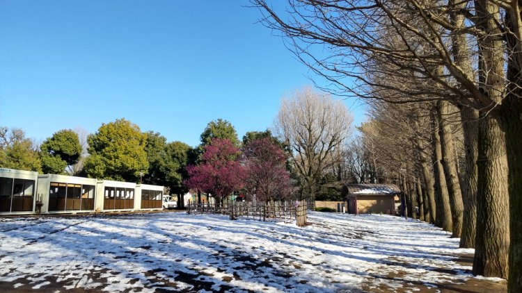 都心部の公園にうっすら積もった雪。青い空とのコントラストが効いている。