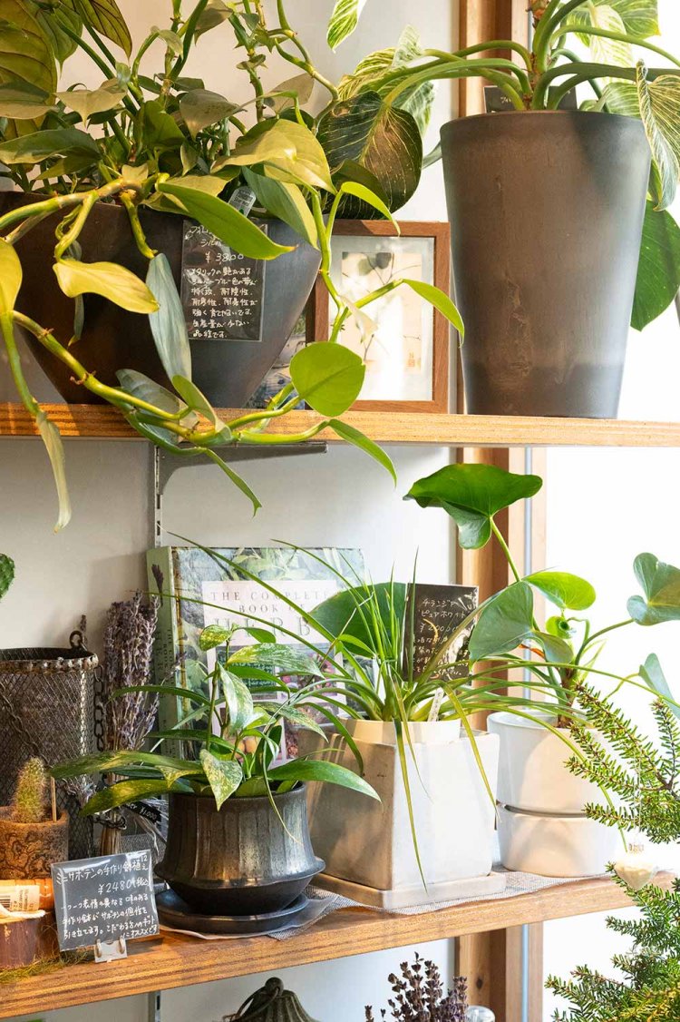 【散歩の達人】シモキタさんぽ