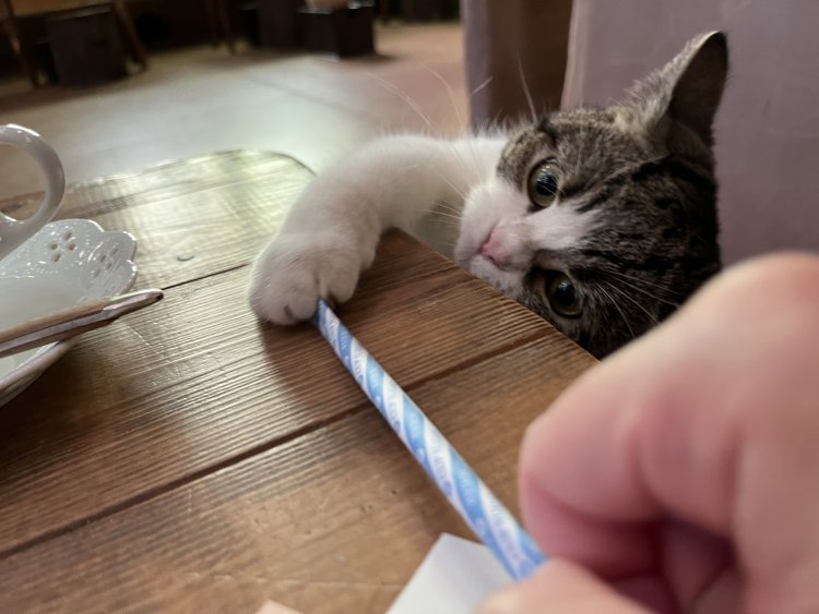 温かいうちにカフェラテを飲みたいけど、ついネコと遊んじゃう。