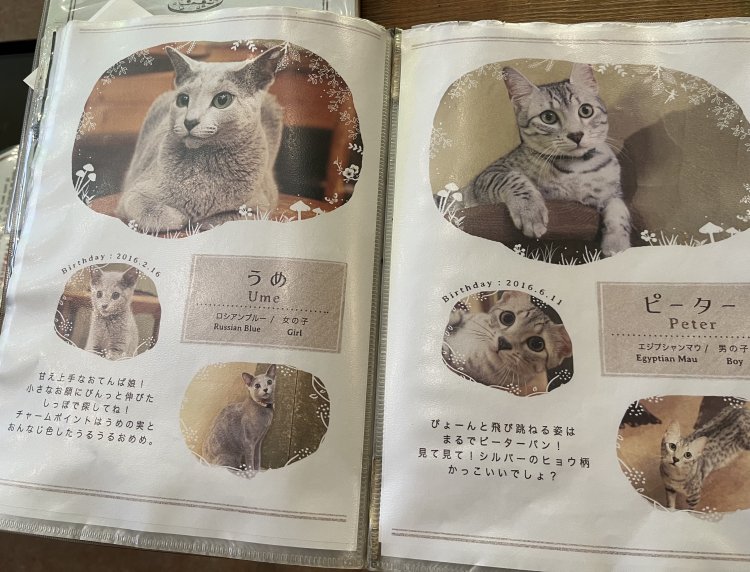 ネコのプロフィールや特徴、性格がわかる。