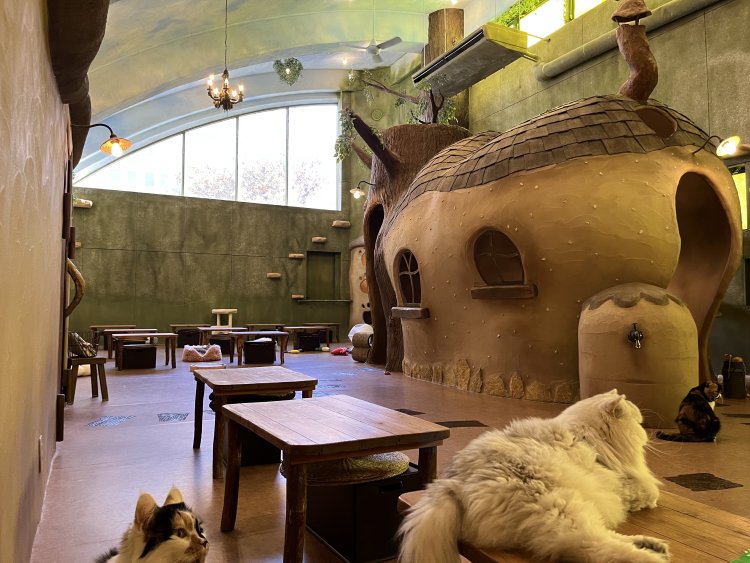 のんびり過ごすネコたち。そばに来たら撫でてもいいが、捕まえて無理やり抱っこするのはNGだ。